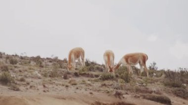 Vicunaların vahşi yaşam alanlarındaki doğal zarafetine tanık olun nefes kesen telefoto kayıtlarımızla..