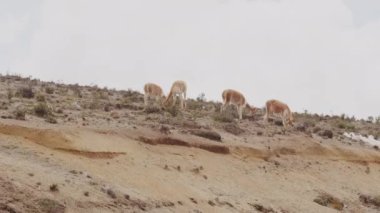 Vicunaların vahşi yaşam alanlarındaki doğal zarafetine tanık olun nefes kesen telefoto kayıtlarımızla..