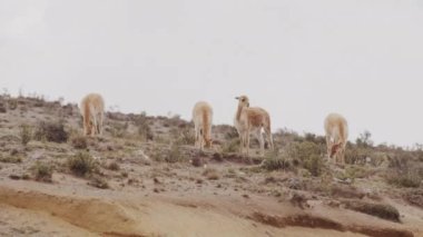 Vicunaların vahşi yaşam alanlarındaki doğal zarafetine tanık olun nefes kesen telefoto kayıtlarımızla..