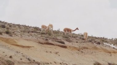 Vicunaların vahşi yaşam alanlarındaki doğal zarafetine tanık olun nefes kesen telefoto kayıtlarımızla..