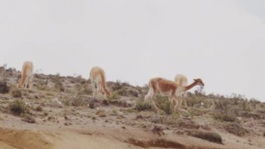 Vicunaların vahşi yaşam alanlarındaki doğal zarafetine tanık olun nefes kesen telefoto kayıtlarımızla..
