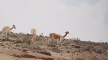 Vicunaların vahşi yaşam alanlarındaki doğal zarafetine tanık olun nefes kesen telefoto kayıtlarımızla..