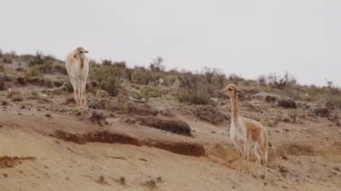 Vicunaların vahşi yaşam alanlarındaki doğal zarafetine tanık olun nefes kesen telefoto kayıtlarımızla..