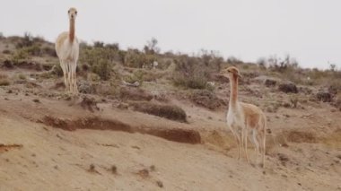 Vicunaların vahşi yaşam alanlarındaki doğal zarafetine tanık olun nefes kesen telefoto kayıtlarımızla..