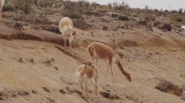 Vicunaların vahşi yaşam alanlarındaki doğal zarafetine tanık olun nefes kesen telefoto kayıtlarımızla..