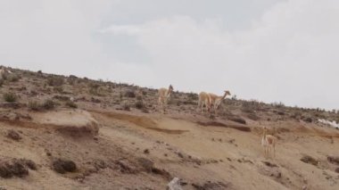 Vicunaların vahşi yaşam alanlarındaki doğal zarafetine tanık olun nefes kesen telefoto kayıtlarımızla..