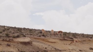 Vicunaların vahşi yaşam alanlarındaki doğal zarafetine tanık olun nefes kesen telefoto kayıtlarımızla..