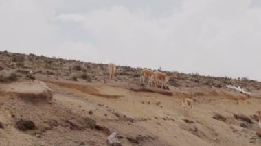 Vicunaların vahşi yaşam alanlarındaki doğal zarafetine tanık olun nefes kesen telefoto kayıtlarımızla..