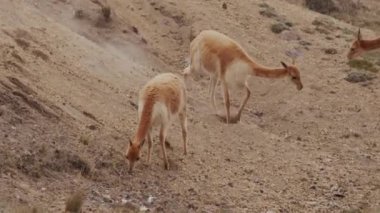 Vicunaların vahşi yaşam alanlarındaki doğal zarafetine tanık olun nefes kesen telefoto kayıtlarımızla..