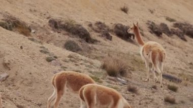 Vicunaların vahşi yaşam alanlarındaki doğal zarafetine tanık olun nefes kesen telefoto kayıtlarımızla..