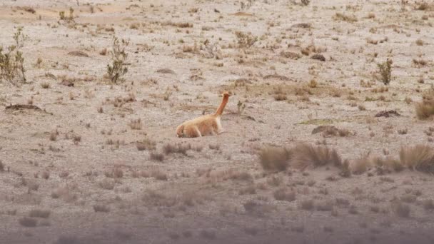 用我们令人叹为观止的心灵感应画面见证了维多利亚在其野生栖息地的自然优雅 — 图库视频影像