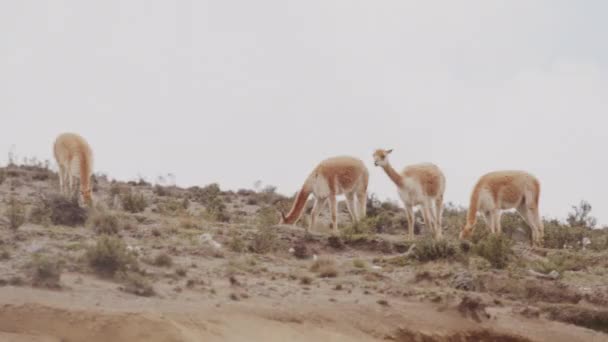 Aanschouw Natuurlijke Gratie Van Vicunas Hun Wilde Habitat Met Onze — Stockvideo