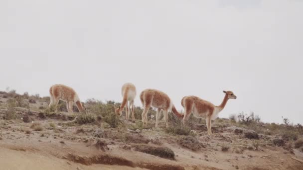 Witness Natural Grace Vicunas Wild Habitat Our Breathtaking Telephoto Stock — Stock Video
