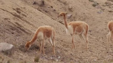 Vicunaların vahşi yaşam alanlarındaki doğal zarafetine tanık olun nefes kesen telefoto kayıtlarımızla..