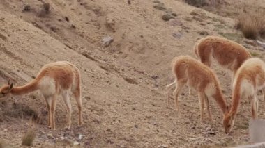 Vicunaların vahşi yaşam alanlarındaki doğal zarafetine tanık olun nefes kesen telefoto kayıtlarımızla..