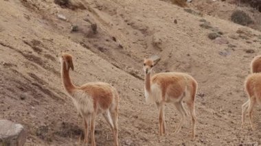Vicunaların vahşi yaşam alanlarındaki doğal zarafetine tanık olun nefes kesen telefoto kayıtlarımızla..
