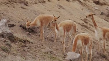 Vicunaların vahşi yaşam alanlarındaki doğal zarafetine tanık olun nefes kesen telefoto kayıtlarımızla..