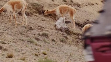 Vicunaların vahşi yaşam alanlarındaki doğal zarafetine tanık olun nefes kesen telefoto kayıtlarımızla..