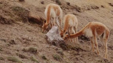 Vicunaların vahşi yaşam alanlarındaki doğal zarafetine tanık olun nefes kesen telefoto kayıtlarımızla..