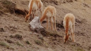 Vicunaların vahşi yaşam alanlarındaki doğal zarafetine tanık olun nefes kesen telefoto kayıtlarımızla..