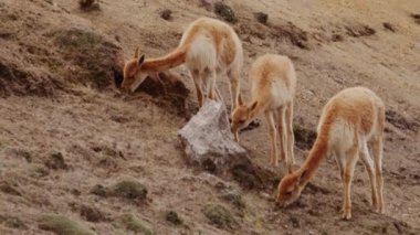 Vicunaların vahşi yaşam alanlarındaki doğal zarafetine tanık olun nefes kesen telefoto kayıtlarımızla..