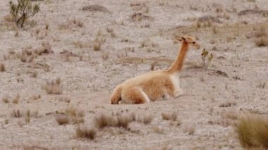 Vicunaların vahşi yaşam alanlarındaki doğal zarafetine tanık olun nefes kesen telefoto kayıtlarımızla..