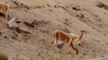 Vicunaların vahşi yaşam alanlarındaki doğal zarafetine tanık olun nefes kesen telefoto kayıtlarımızla..