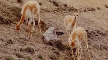 Vicunaların vahşi yaşam alanlarındaki doğal zarafetine tanık olun nefes kesen telefoto kayıtlarımızla..