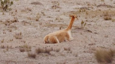 Vicunaların vahşi yaşam alanlarındaki doğal zarafetine tanık olun nefes kesen telefoto kayıtlarımızla..
