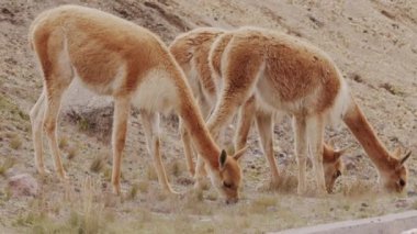 Vicunaların vahşi yaşam alanlarındaki doğal zarafetine tanık olun nefes kesen telefoto kayıtlarımızla..