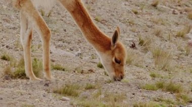 Vicunaların vahşi yaşam alanlarındaki doğal zarafetine tanık olun nefes kesen telefoto kayıtlarımızla..