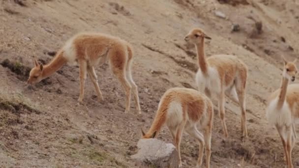 Witness Natural Grace Vicunas Wild Habitat Our Breathtaking Telephoto Stock — Stock Video
