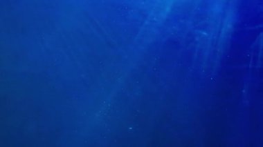 Sualtı ve Derin Okyanus Sahnesi