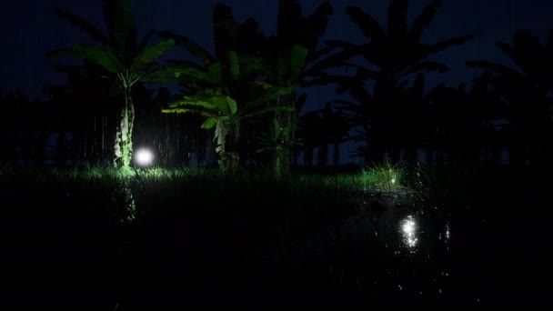 Cabines Forêt Pluviale Tombant Recouvrement Tempête Fond Noir Brume Pluie — Video