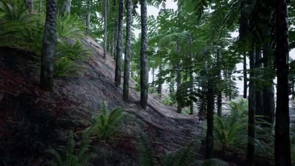 Düşen Yağmur Ormanları Kulübeleri Kara Arkaplan Fırtınası Örtüsü Yağmur Pusları — Stok video