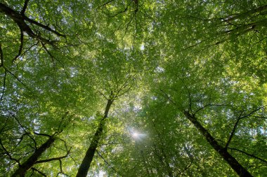 Kayın ağaçlarının en üst görüntüsü. Alava, Burgos ve Bizkaia (İspanya) eyaletleri arasında yer alan Monte Santiago Doğal Parkı 'ndaki kayın ormanlarının güzel manzarası.)