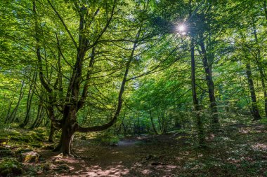 Kayın ağaçları. Alava, Burgos ve Bizkaia (İspanya) eyaletleri arasında yer alan Monte Santiago Doğal Parkı 'ndaki kayın ormanlarının güzel manzarası.)