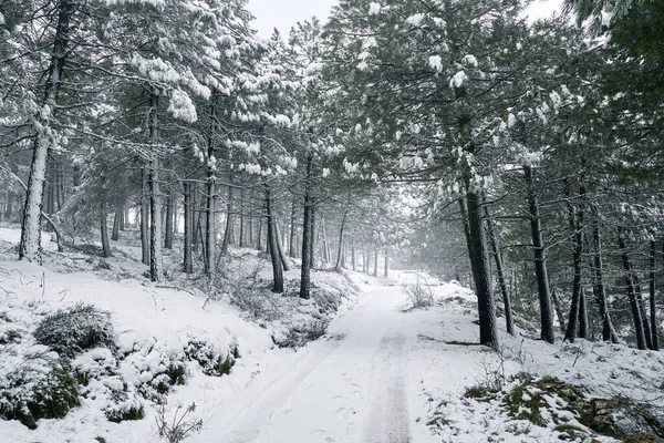Bosque Nevado Bonito Paisaje Pinos Con Nieve Niebla Comunidad Valenciana — Foto de Stock