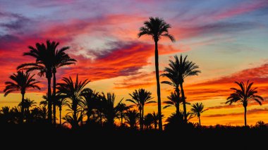 Beautiful sunset in the palm grove of Elche, declared a World Heritage Site. Located in the Valencian Community, Alicante province, Elche, Spain clipart