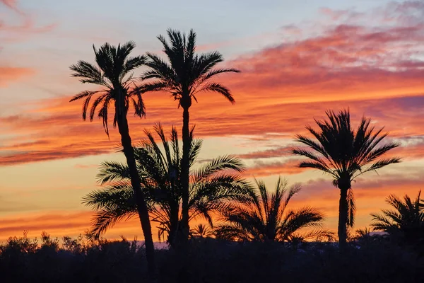 Beautiful sunset in the palm grove of Elche, declared a World Heritage Site. Located in the Valencian Community, Alicante province, Elche, Spain