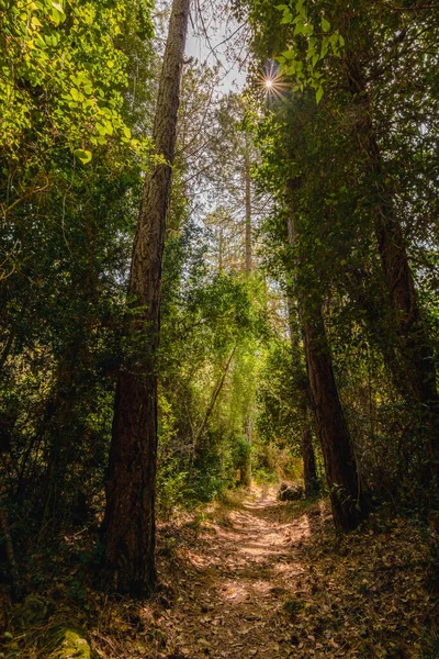 Шлях Між Деревами Рослинністю Елсі Портує Природний Парк Один Найбільших — стокове фото