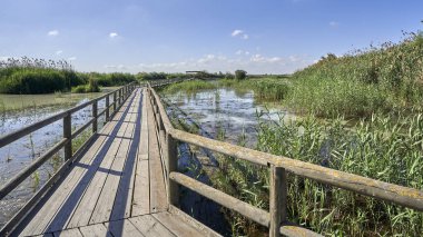 Elche Hondo doğal parkında ahşap yol. Elche, Alicante, Valensiyalı cemaati, İspanya.