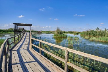 Elche Hondo doğal parkında ahşap yol. Elche, Alicante, Valensiyalı cemaati, İspanya.