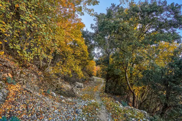 Font Roja natural park. Autumn forest landscape. View of autumn leaves. In Alcoi, Alicante, Valencian community, Spain.