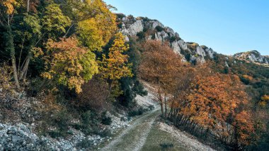 Yazı tipi Roja doğal parkı. Sonbahar orman manzarası. Sonbahar yapraklarının manzarası. Alcoi, Alicante, Valensiyalı cemaati, İspanya.