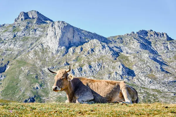 Avrupa 'nın ulusal park tepelerinde inekler dinleniyor. Aliva liman bölgesinde, Cantabria, İspanya.