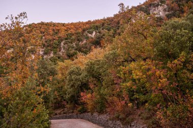 Yazı tipi Roja doğal parkı. Sonbahar orman manzarası. Sonbahar yapraklarının manzarası. Alcoi, Alicante, Valensiyalı cemaati, İspanya.
