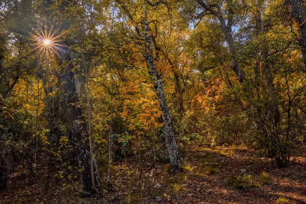 Yazı tipi Roja doğal parkı. Sonbahar orman manzarası. Sonbahar yapraklarının manzarası. Alcoi, Alicante, Valensiyalı cemaati, İspanya.