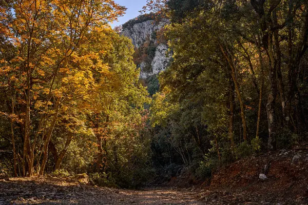 Yazı tipi Roja doğal parkı. Sonbahar orman manzarası. Sonbahar yapraklarının manzarası. Alcoi, Alicante, Valensiyalı cemaati, İspanya.