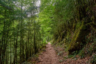 Trail that runs through the Aisclo Canyon, surrounded by forests, mountains, and rivers. An ideal area for hiking and enjoying nature. In Ordesa National Park, Aragon, Spain.
